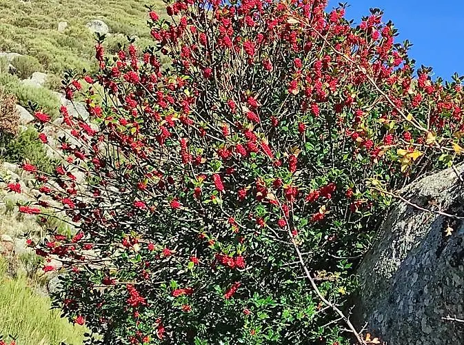 Hétvégi ház El Colirrojo - Sitios De Aravalle *